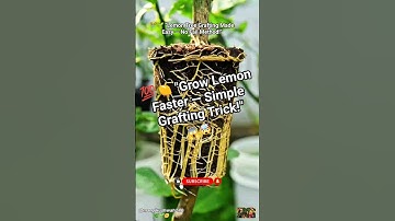 🍋Lemon tree propagation by air layering using a Tomato🍅 #gardening #air_layering #shorts