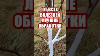 Лучшие обработки сада от всех болезней #дача #огород #сад #вредители #советыдачникам