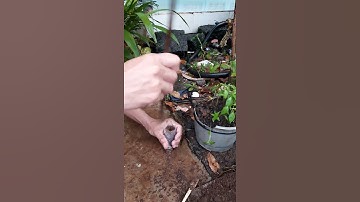 cách ươm ớt cây con tốt nhất