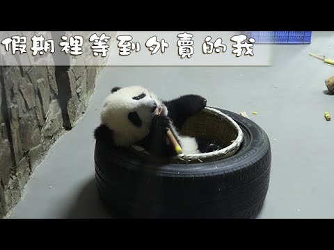 《熊貓早晚安》假期裡等到外賣的我 | iPanda熊貓頻道