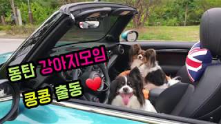 빠삐용강아지 알콩달콩 강아지모임에 다녀왔어요! / Dog vlog / Off leash Area / Papilllon dog/