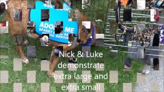West coast animal rescue, Adopt me vests at the NKLA adoption event