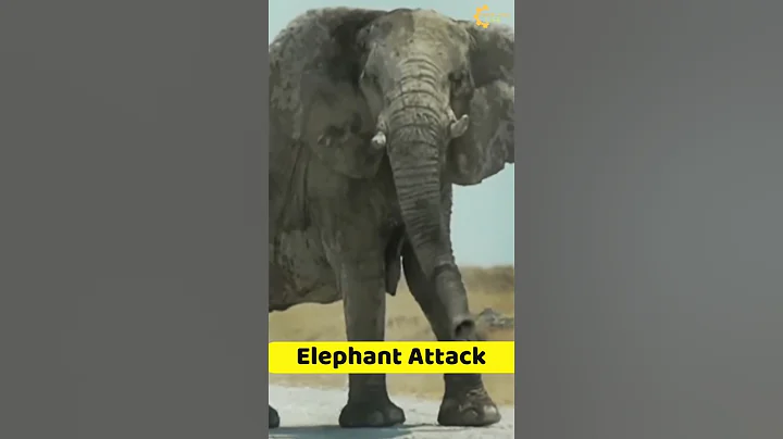 Angry Elephant Attacks | हाथी के सबसे खतरनाक हमले #shorts #short