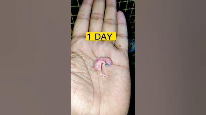 30 SECOND in 30 DAYS | BABY BIRD GROWTH STAGES#shorts #birds