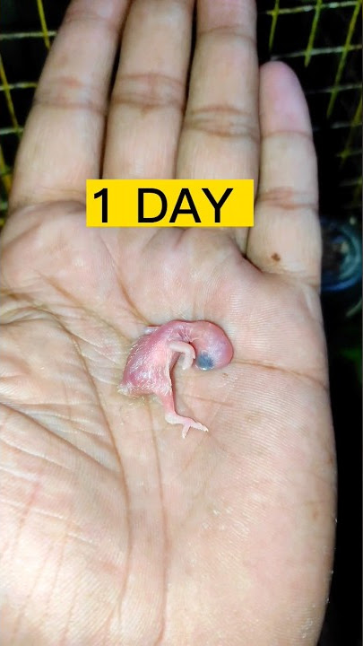 30 SECOND in 30 DAYS | BABY BIRD GROWTH STAGES#shorts #birds