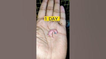 30 SECOND in 30 DAYS | BABY BIRD GROWTH STAGES#shorts #birds