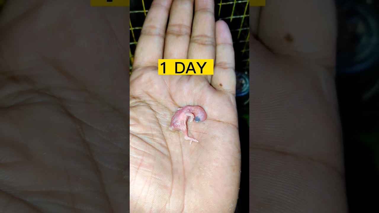30 SECOND in 30 DAYS | BABY BIRD GROWTH STAGES#shorts #birds