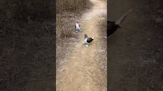 Blue Footed Boobies going for a morning walk  💞😂