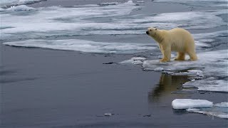 Did You Know: Extinction | Encyclopaedia Britannica