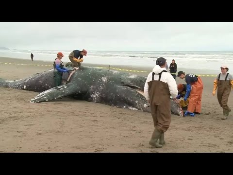 Feds to Investigate Spate of Whale Deaths on West Coast - YouTube