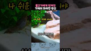 물고기에게 던져진 가재의 운명