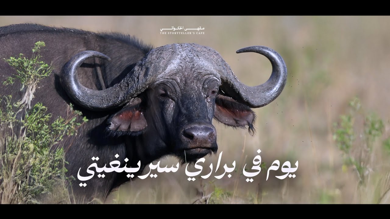 يوم في سرينغيتي |  أرض الأسود والبراري الأخطر في العالم ! أسرار وعجائب | القصّة كاملة | وثائقي