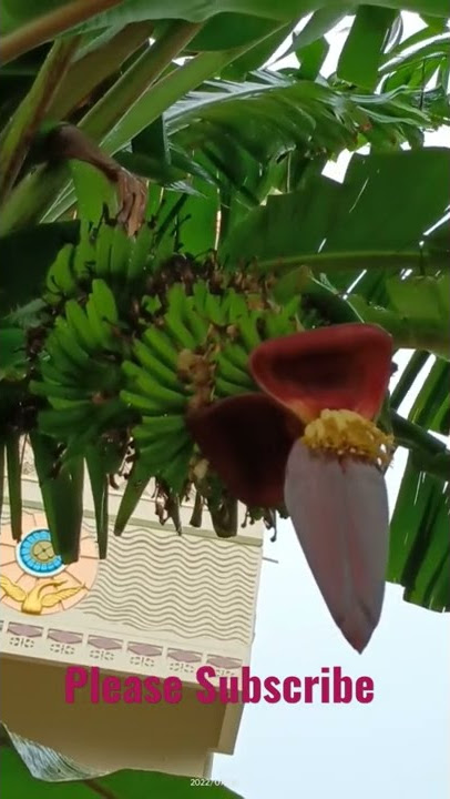 🍌 Banana ki best variety ka plant in My Garden 🏡 please Subscribe #ytshorts