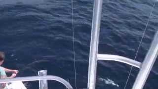 Hatteras, NC bluefin tuna 3/20/10 "Godspeed"