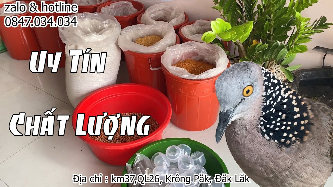 CU gáy Ăn Gì để Căng Lửa,Mượt Long đi Phân Khô/CHuyên cung cấp thức ăn sạch cho cu gáy