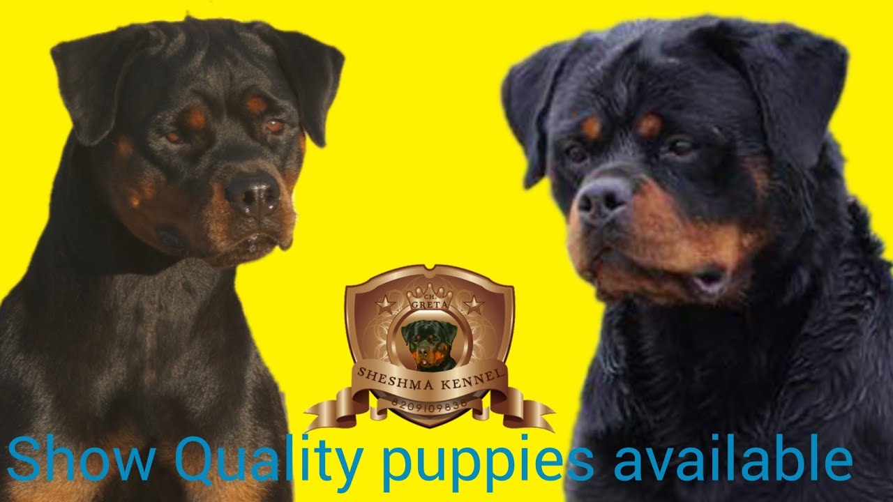 Fancy Rottweilers Part-2 SHESHMA'S FANCY// ROTTWEILER Puppies//SHESHMA ROTTWEILER'S ...