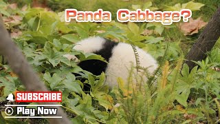 Found A Panda Cabbage In My Garden | iPanda