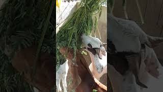 Mashallah Qurbani 2026khassi bakre 26 beautiful khassi Bakra Whatapp 03042616039 Whatapp 03172399417