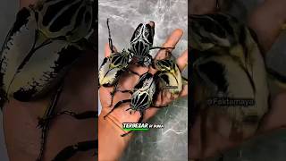 Metamorfosis Kumbang Terbesar di Dunia! Kumbang Goliath! #viralshorts  #faktaunik