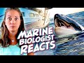 The Orca Uprising? Why Are Killer Whales Attacking Boats?