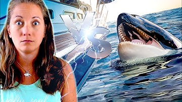 Marine Biologist Explains Why Orcas are Attacking Boats
