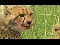 view Mother Cheetah Hunts Impala to Feed Cubs digital asset number 1