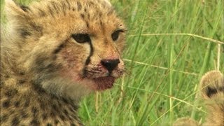 Mother Cheetah Hunts Impala to Feed Cubs
