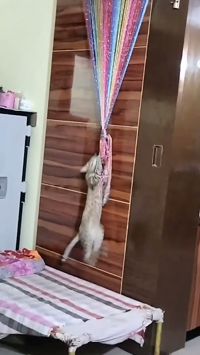 #cow #nayenawelidulhanparpehledin 🤔🤔🤔