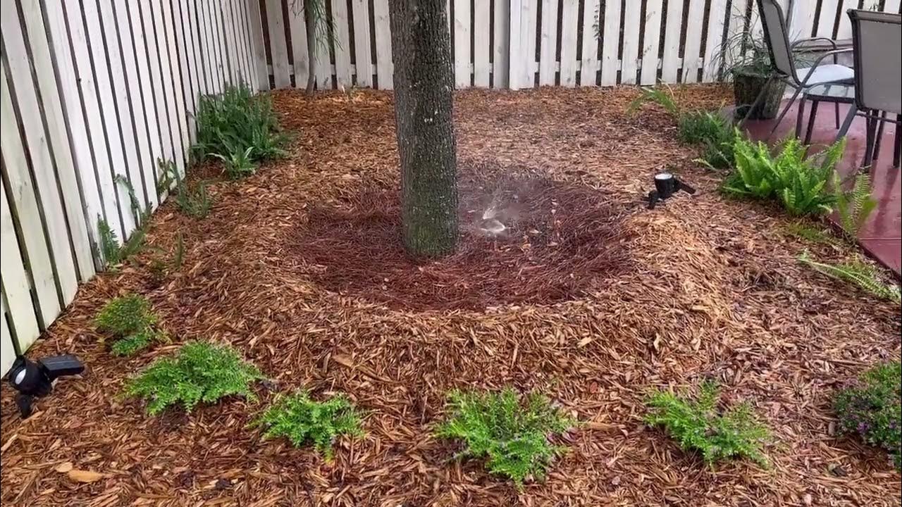 Watering Reservoir For Newly Planted Trees/Large Trees and Palms For