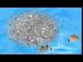 2011 08 09第一次看見招潮蟹 