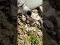 Honey Bees Are Drinking Water Viralshorts Insects Honey Bees Are Drinking Water Viralshorts Insects