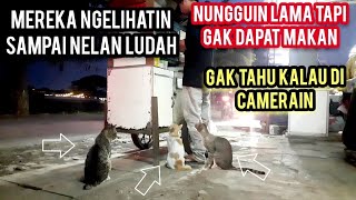 Astagfirullah 3 Kucing Jalanan Kelaparan Minta Makan Sampai Kaya Gini Sedih Banget Lihatnya..!