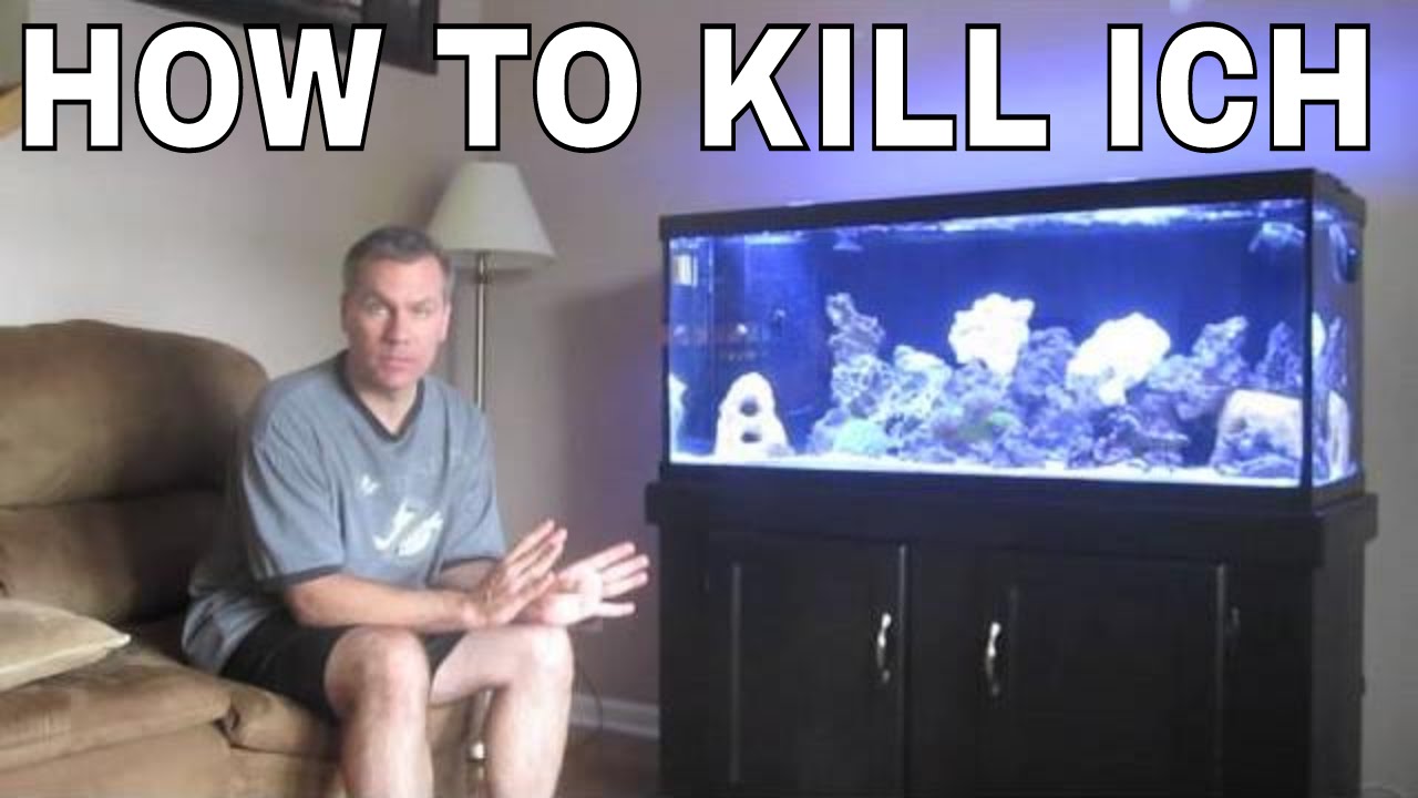 How to kill Ich and marine velvet parasite in saltwater aquarium