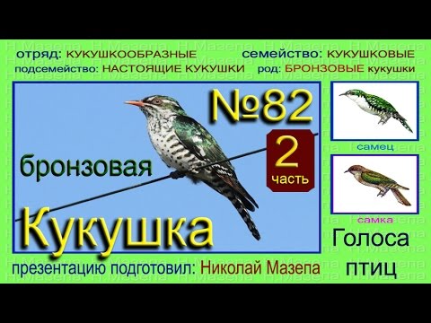 Почему голос кукушки звучит как стеклянный. Кукушка голос птицы. Кукушка голос самца. Отряд Кукушкообразные представители. Бронзовая Кукушка.