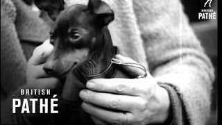 Download Lagu Ladies Kennel Association Dog Show (1952) MP3