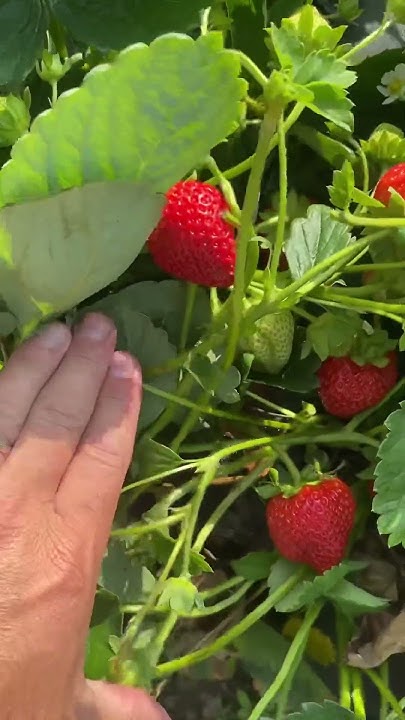 Florida Beauty- Флорида Бьюти очень вкусный и урожайный сорт клубники ...