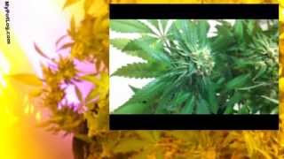 Two Ways To Dry And Cure Cannabis - Part 1 - Produce The Best Medical Marijuana