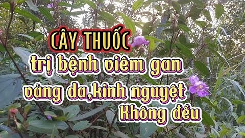 Bệnh viêm gan,vàng da da,kinh nguyệt không đều đừng bỏ qua cây thuốc này