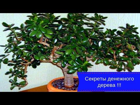 Секреты денежного дерева !!! Чтобы дома водились деньги !!!