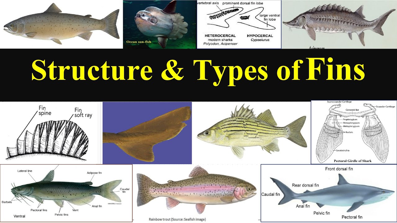 Types of Fins in fishes, Fish fins, Caudal Tail