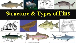 Types of Fins in fishes| Fish fins | Caudal Tail | Homocercal | Heterocercal | Protocercal