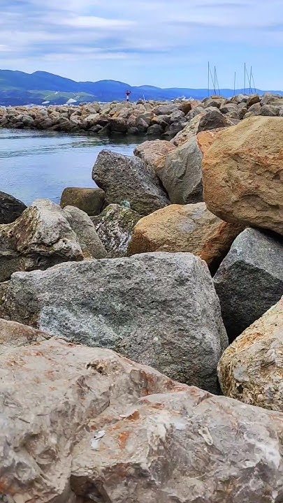 Рапан в море #Природа #морскойрапан #Моллюск #Новороссийск - YouTube