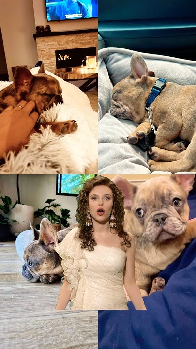 Java the frenchie #frenchie #frenchbulldog #bulldog #meme - YouTube