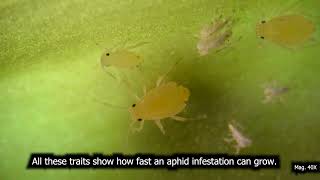 Aphid Infestation Under the Microscope