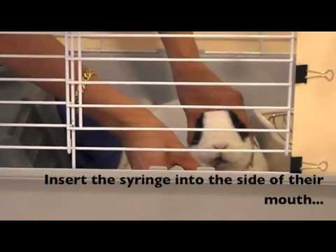 How to syringe feed your bunny in a less stressful way