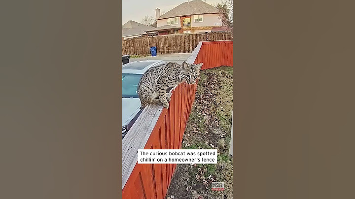 Bobcat Relaxes in a Texas Backyard #shorts