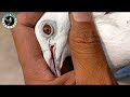 Pigeon loft visit  md firoz tippler  golden blue eye breeds 91 97484 14243