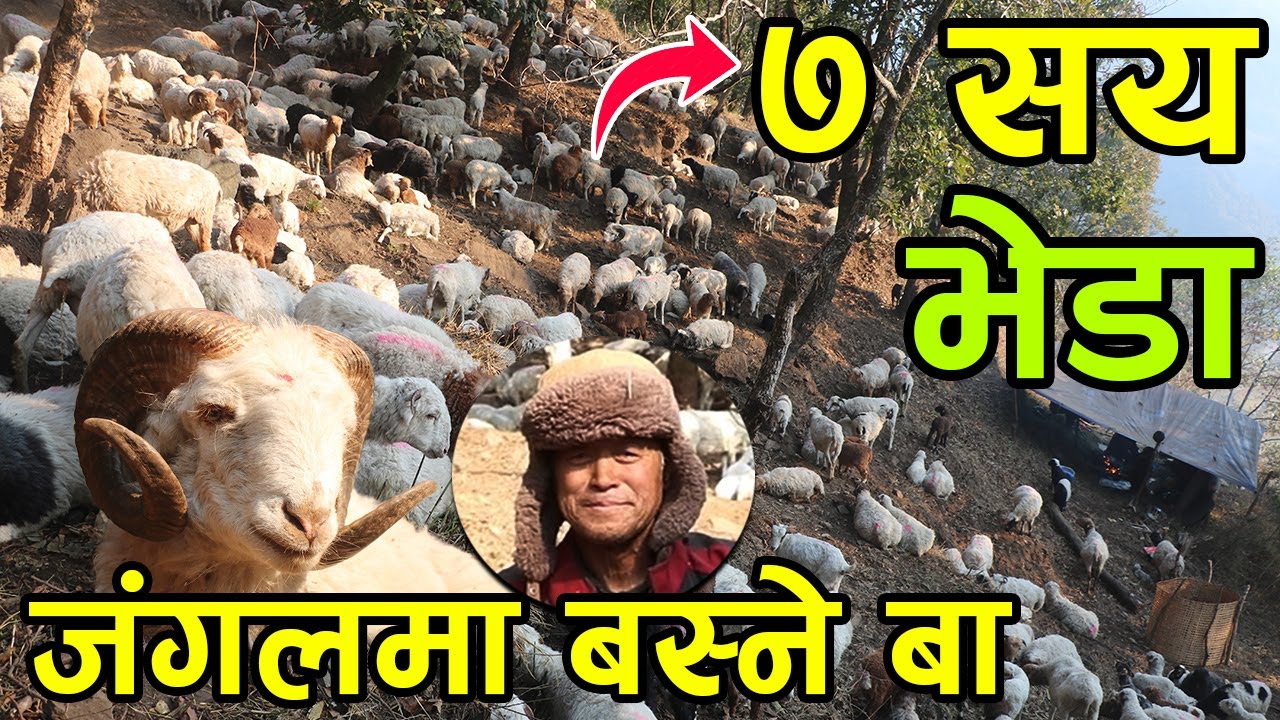 ७० बर्षमा जंगलमै बसेर ७ सय बढी भेडा चराउने गोठालो बा भन्छन्, नेतालाई भोट होईन चोट दिने ||kiranpaudel