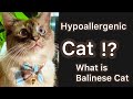 Hypoallergenic cat !? What is a Balinese Cat. & other breeds that might be hypoallergenic.