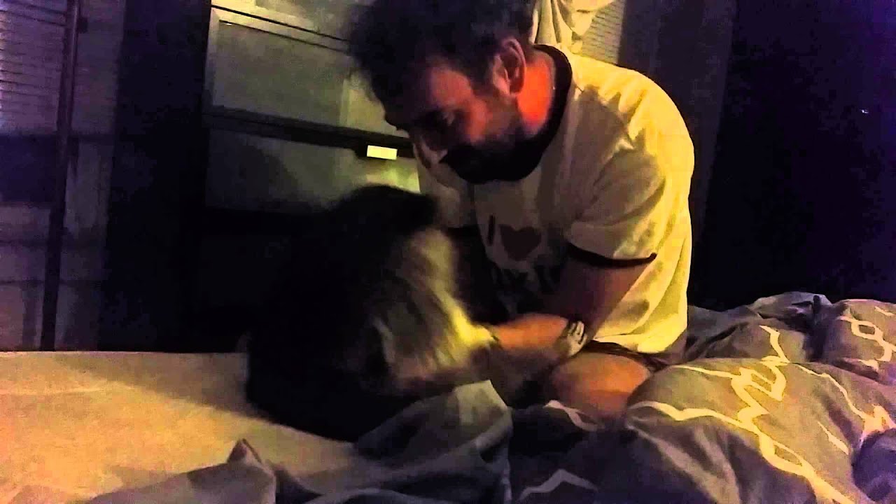 Elvis Raccoon Elvis The Raccoon spins - YouTube